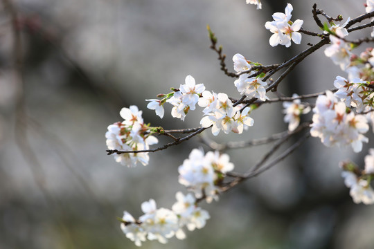 春暖花开