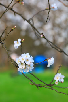 樱花