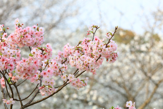 樱花特写