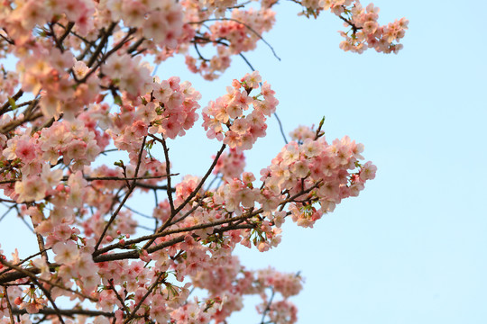 樱花特写