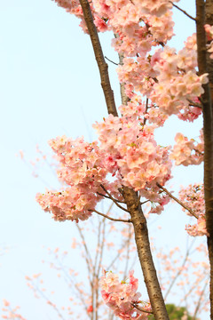 樱花特写