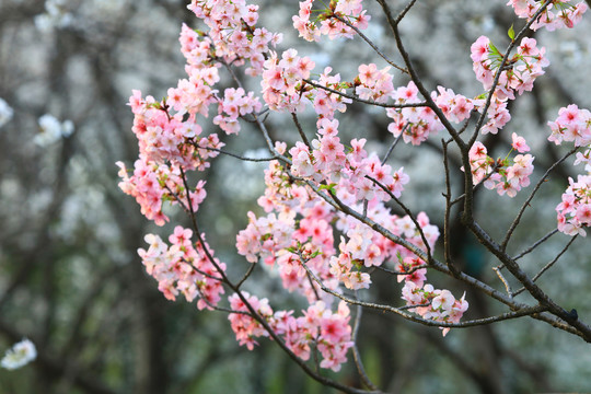 樱花