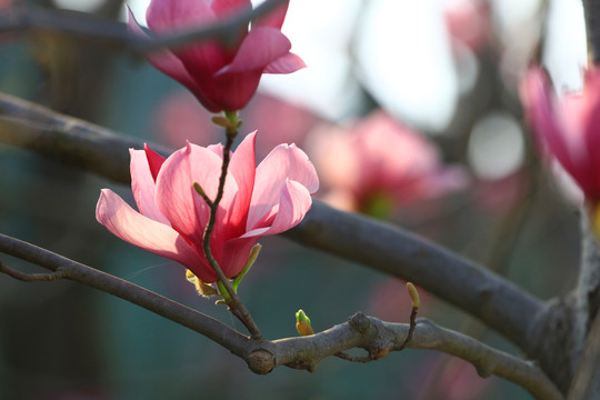 玉兰花