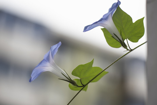 蓝色牵牛花