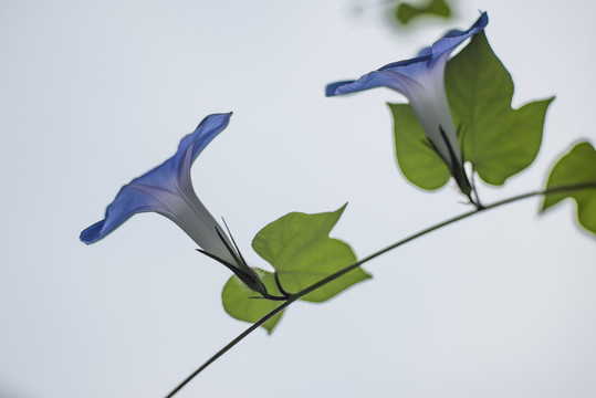 蓝色牵牛花