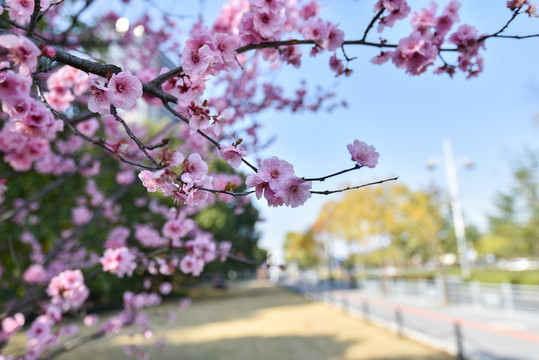 樱花