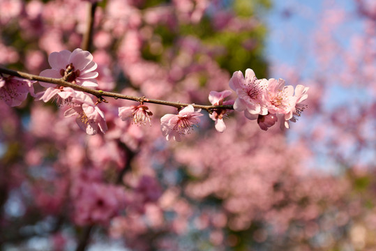 樱花