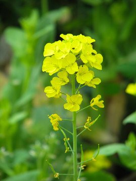 一颗黄色的油菜花