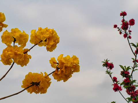 黄花风铃和桃花