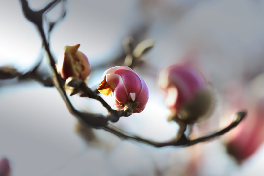 玉兰花开