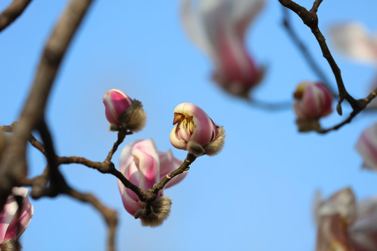 玉兰花开