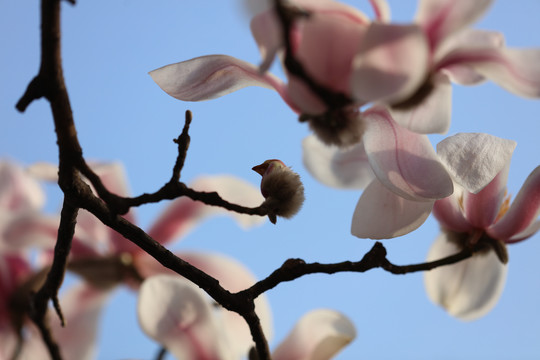 玉兰花开