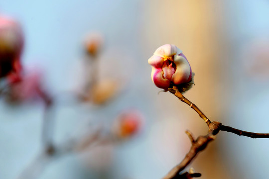 玉兰花开