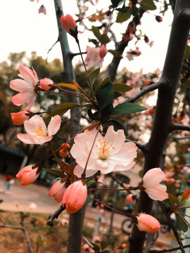 春色满园垂丝海棠