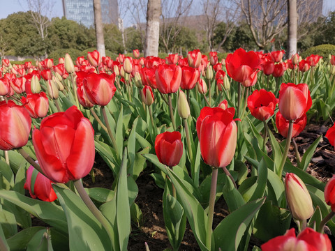 红色郁金香花