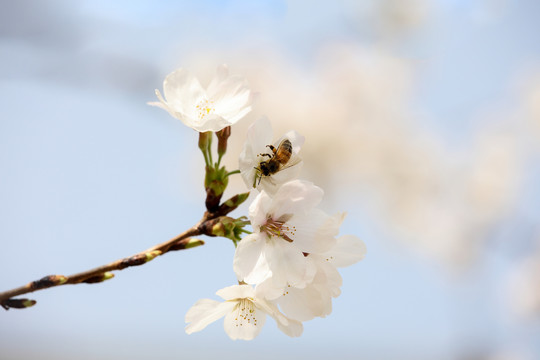 蜂恋花