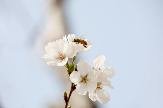 蜂恋花