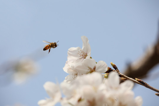 蜂恋花