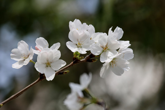 樱花