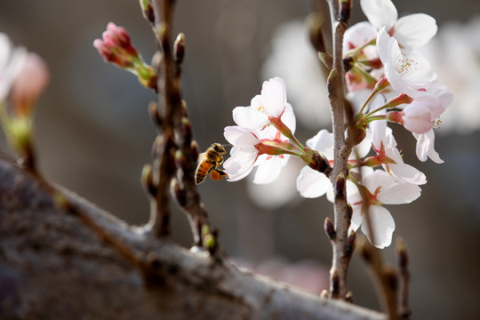 蜜蜂