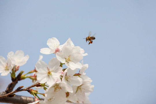 蜜蜂