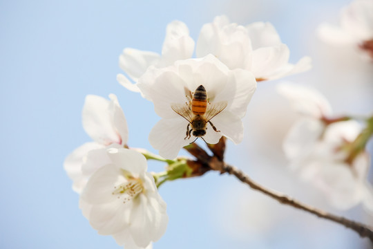 蜜蜂