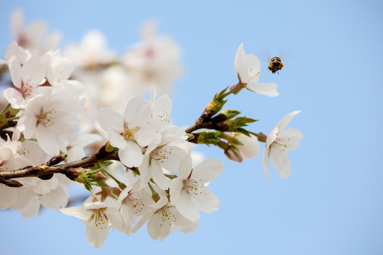 蜂恋花