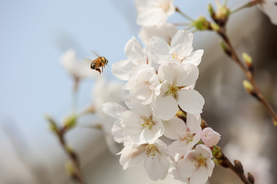 蜂恋花