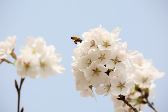 蜂恋花