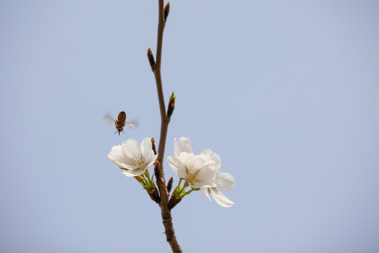 蜂恋花