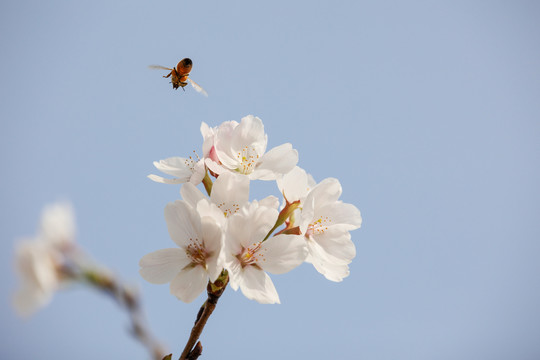 蜂恋花