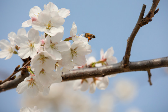 蜂恋花