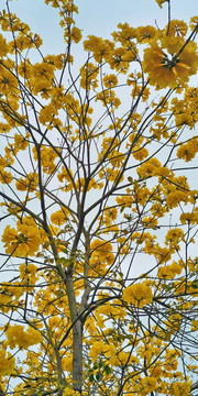 城市里的黄瑾树