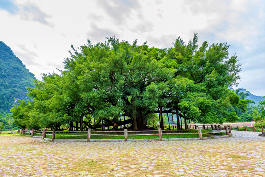 中国广西桂林阳朔大榕树景区