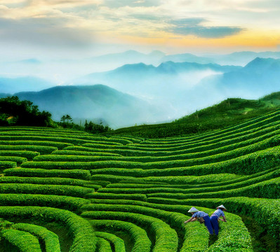 茶园风景