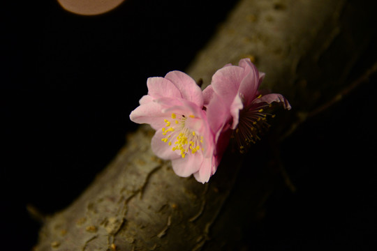 桃花儿开