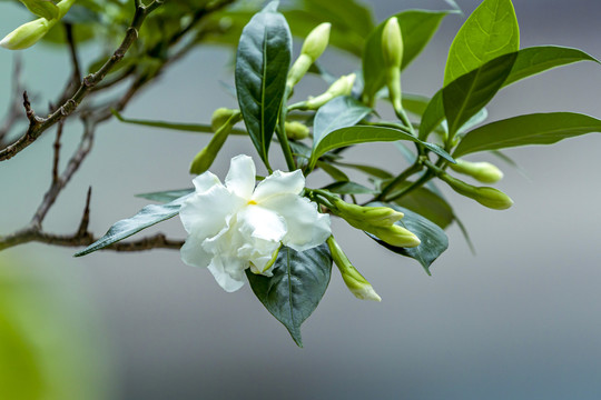 狗牙花