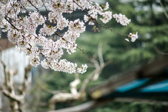 春天樱花