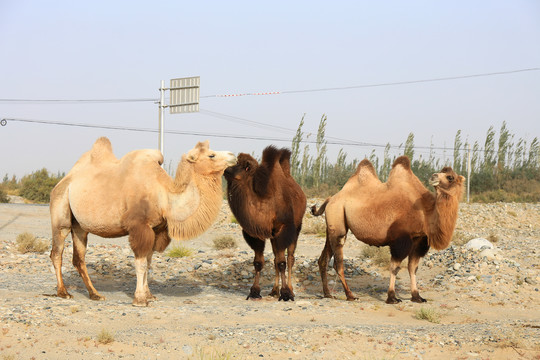 三只骆驼