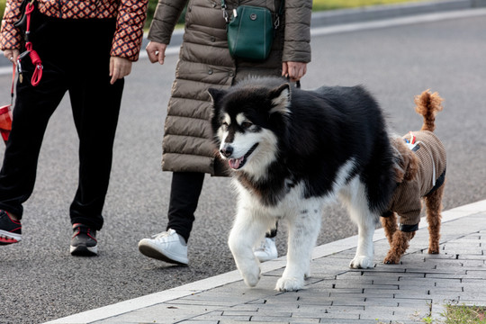 阿拉斯加犬