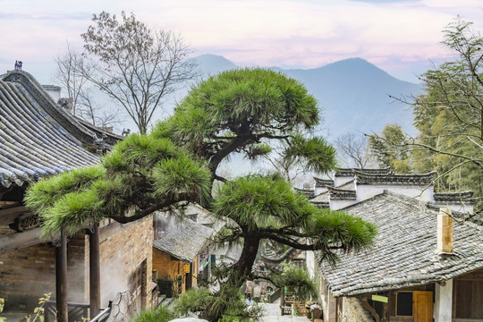 江西婺源篁岭景区里的松树