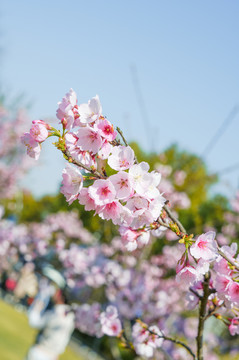 樱花