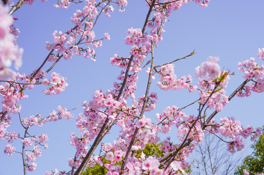 樱花