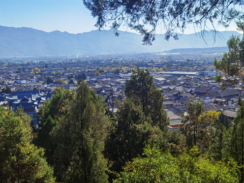 植物建筑