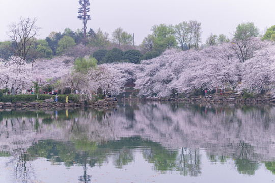 湖南省森林植物园樱花