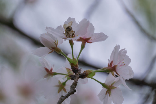 湖南省森林植物园樱花