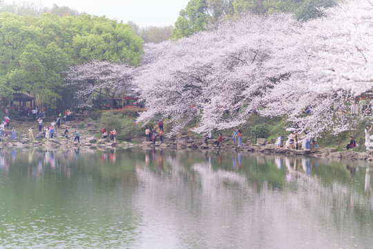 湖南省森林植物园樱花