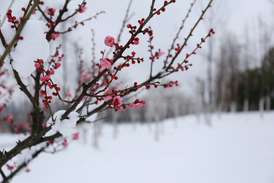 踏雪寻梅