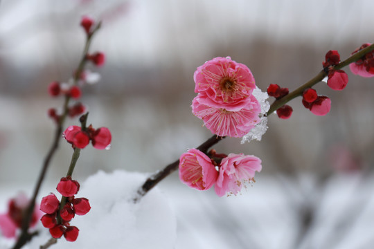 踏雪寻梅