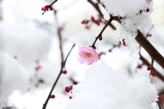 踏雪寻梅